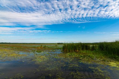 Güzel bir yaz sabahı Dixon Waterfowl Refuge Hopper Gölü.
