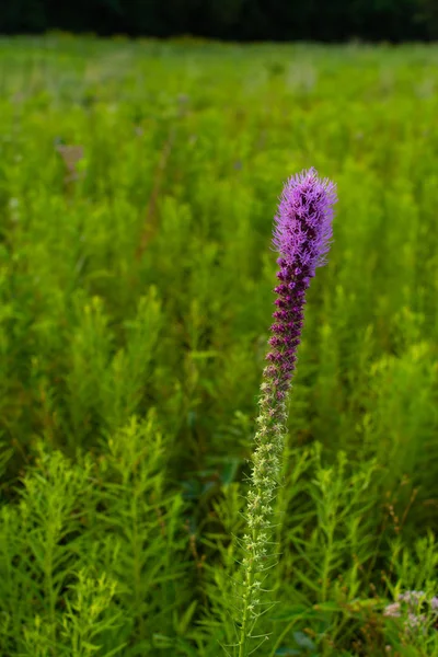 Purple flowering vegetation — Stock Photo, Image