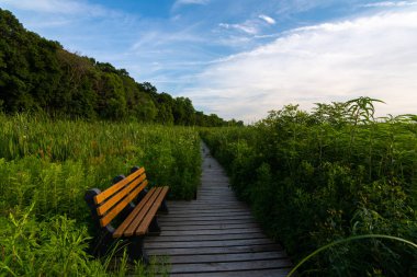 Trail üzerinde Bench