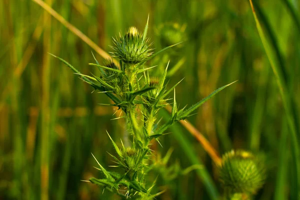 Summer vegetation — Stock Photo, Image