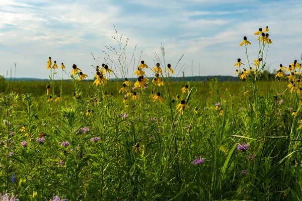 Fiori di campo estivi — Foto Stock