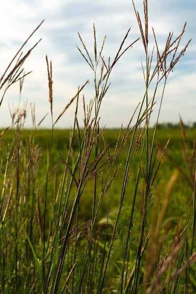 Yaz tallgrass — Stok fotoğraf