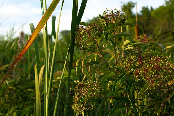 Vegetación de verano — Foto de Stock