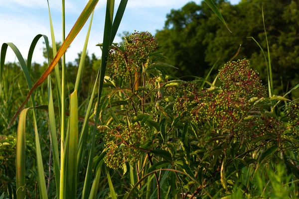 Vegetación de verano — Foto de Stock