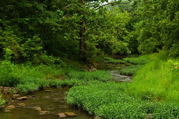 Strom durch den Wald — Stockfoto