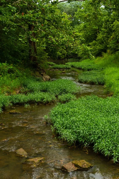 Strom durch den Wald — Stockfoto