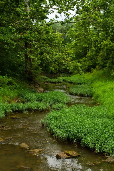 Поток через лес — стоковое фото