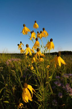 Yaz kır çiçekleri