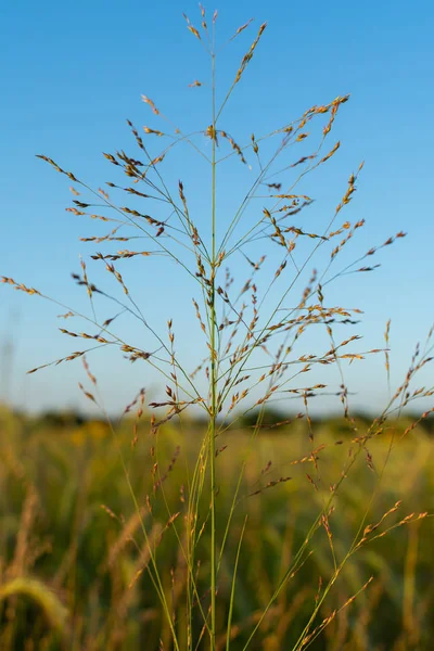 Yaz tallgrass — Stok fotoğraf