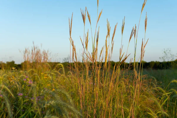 Hierba alta de verano — Foto de Stock