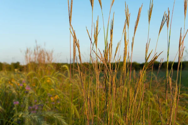 Hierba alta de verano — Foto de Stock