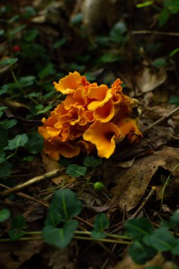 Kokulu chanterelle