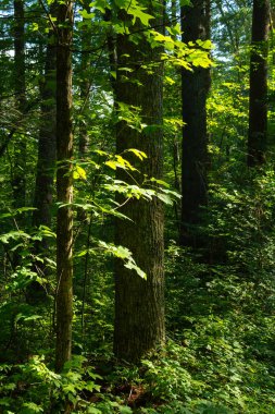 Dumanlı dağlar manzara