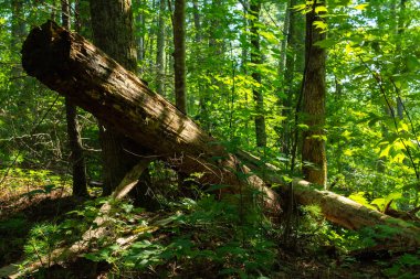 Dumanlı dağlar manzara