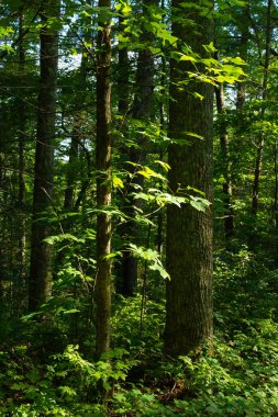 Dumanlı dağlar manzara