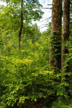 Dumanlı dağlar manzara