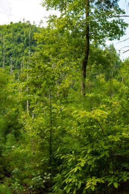 Dumanlı dağlar manzara