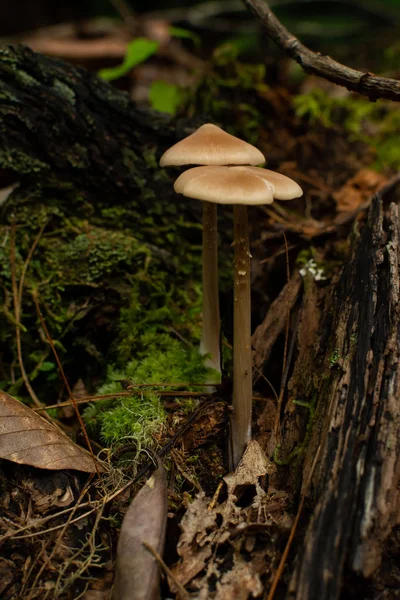 Mushrooms — Stock Photo, Image