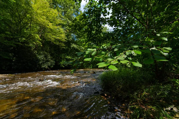 Abrams creek — Stockfoto