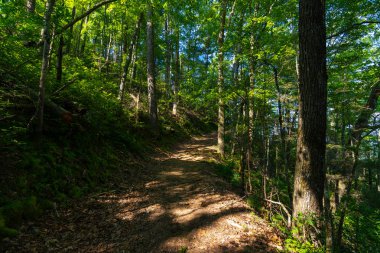 Smokys ile Trail