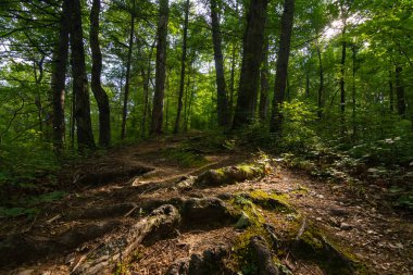 Smokys ile Trail