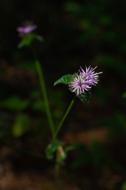 Yaz kır çiçekleri