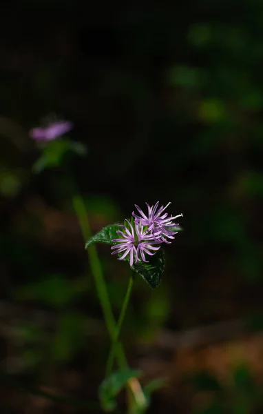 Fleurs sauvages d'été — Photo