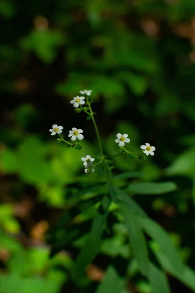 Kwiaty lato — Zdjęcie stockowe