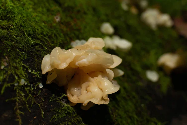 Wilde paddenstoelen — Stockfoto