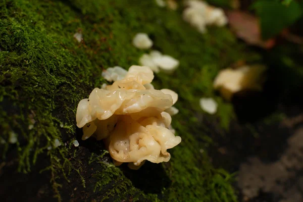 Wilde paddenstoelen — Stockfoto