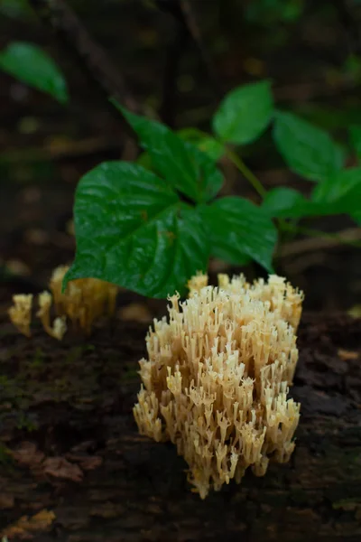 Korallenpilz — Stockfoto