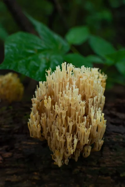 珊瑚蘑菇 — 图库照片