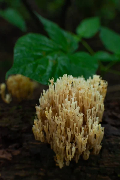 Cogumelo de coral — Fotografia de Stock