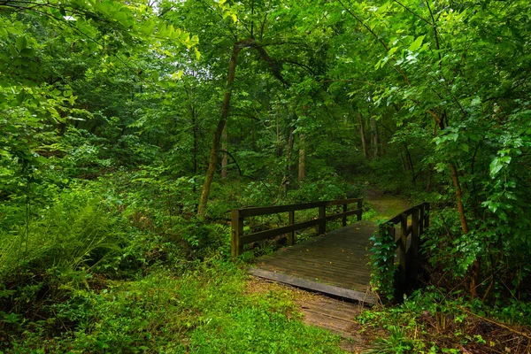 Ponte nel bosco — Foto Stock