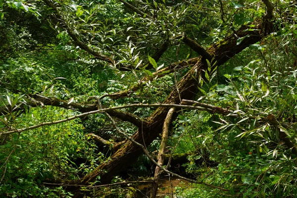 Sommarlandskap — Stockfoto