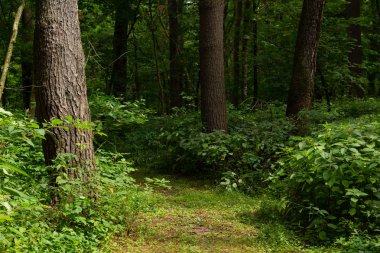 Ormanın içinden iz