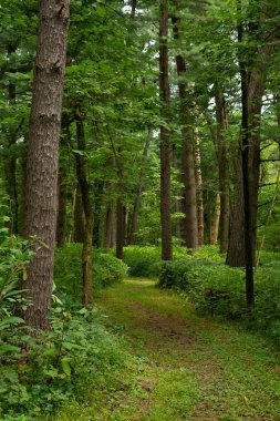 Ormanın içinden iz