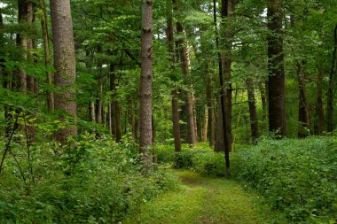 Ormanın içinden iz