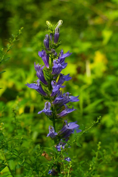 Sommar blommor — Stockfoto