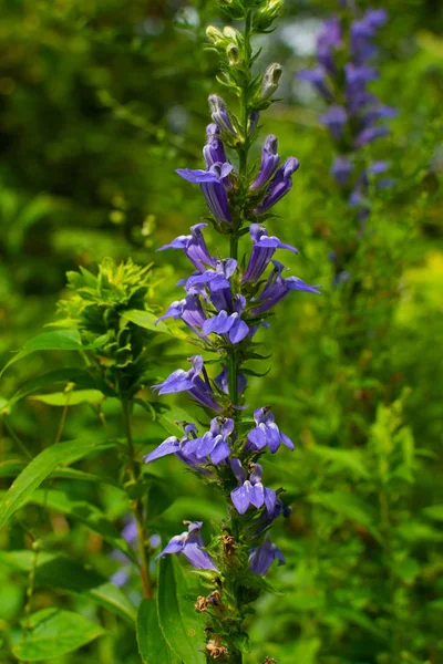 Sommar blommor — Stockfoto