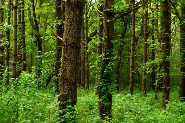 Forêt de pins blancs — Photo