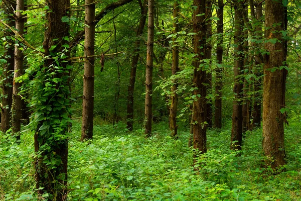 Bosque de pinos blancos — Foto de Stock