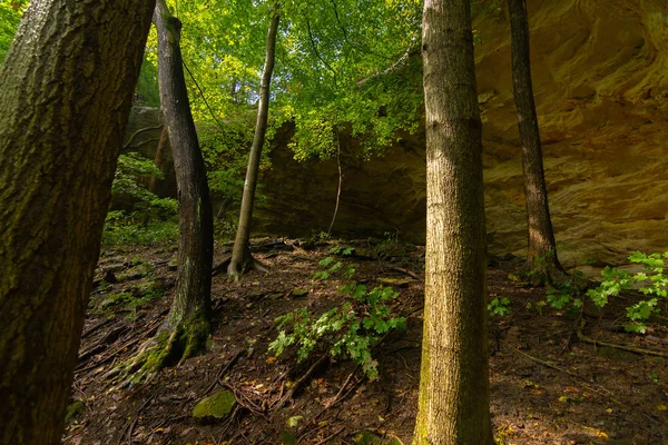 Rådets överhäng — Stockfoto