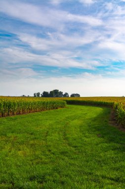 Mısır tarlasının içinden