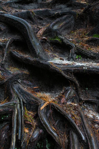 Vystavena kořeny stromů — Stock fotografie