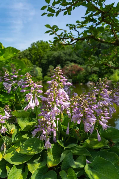 Beautiful blooming purple flowers in the Japanese garden.