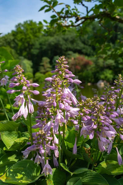 Beautiful blooming purple flowers in the Japanese garden.