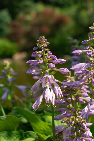 Vackra Blommande Lila Blommor Den Japanska Trädgården — Stockfoto