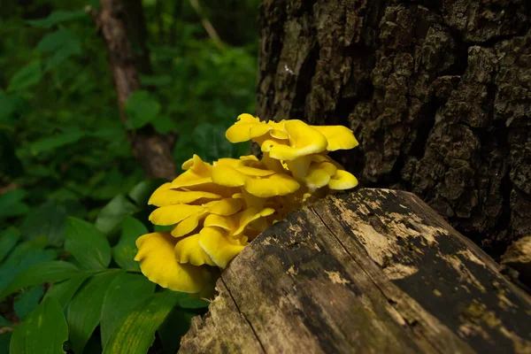 Vilda Svampar Som Växer Fallna Träd Mississippi Palisades State Park — Stockfoto