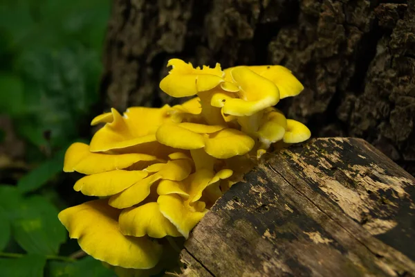 Wildpilze Wachsen Auf Umgestürzten Bäumen Mississippi Palisades State Park Illinois — Stockfoto